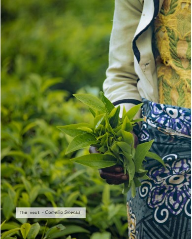 Extrait de plante Bio THE VERT