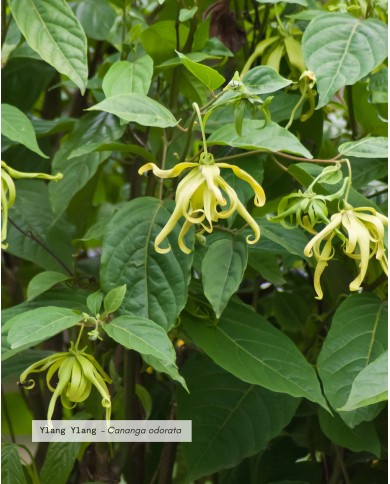 Fleurs YLANG-YLANG Bio