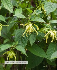 Huile essentielle bio YLANG-YLANG COMPLETE