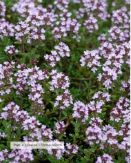 Eau florale bio THYM À LINALOL