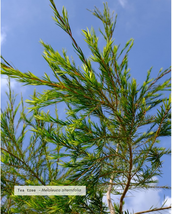 Eau florale bio TEA TREE