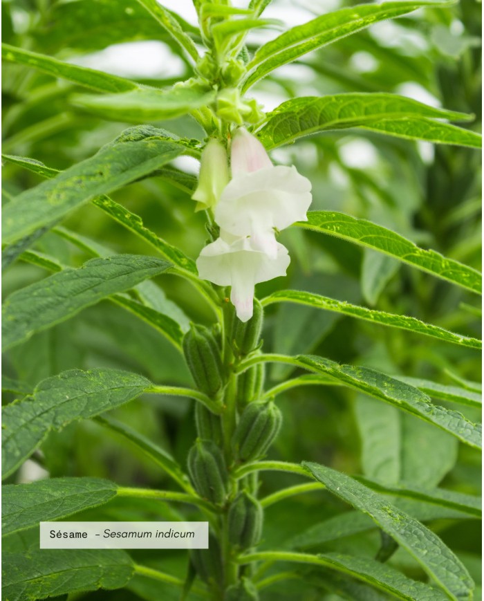 Huile végétale bio SESAME