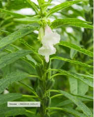 Huile végétale bio SESAME