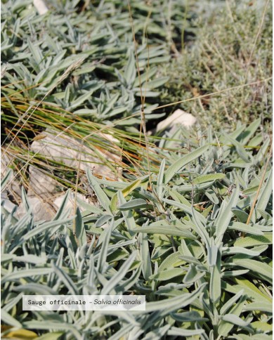 Eau florale bio SAUGE OFFICINALE
