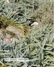 Eau florale bio SAUGE OFFICINALE