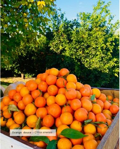 Huile essentielle bio ORANGE DOUCE