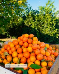 Huile essentielle bio ORANGE DOUCE