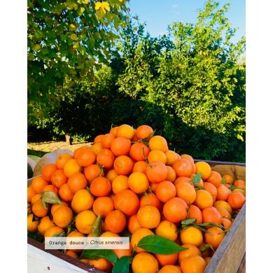 Huile essentielle bio ORANGE DOUCE