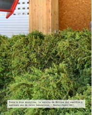 Eau florale bio MELISSE