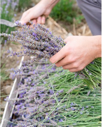 Eau florale bio LAVANDE FINE