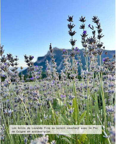 Parcelle LAVANDE FINE Bio ferme agricole Karandja laboratoire, 900 mètre d'altitude, cultivar CARLA, France - Hautes-Alpes (05).