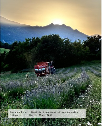 Récolte LAVANDE FINE Bio ferme agricole Karandja laboratoire, France - Hautes-Alpes (05).