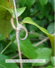 Extrait de Plante Bio GRIFFE DE CHAT