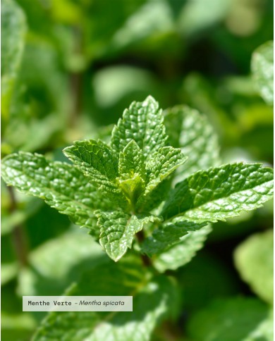 Zoom sur notre production de MENTHE VERTE (Menthe douce) Bio cultivée et distillée par Karandja laboratoire.