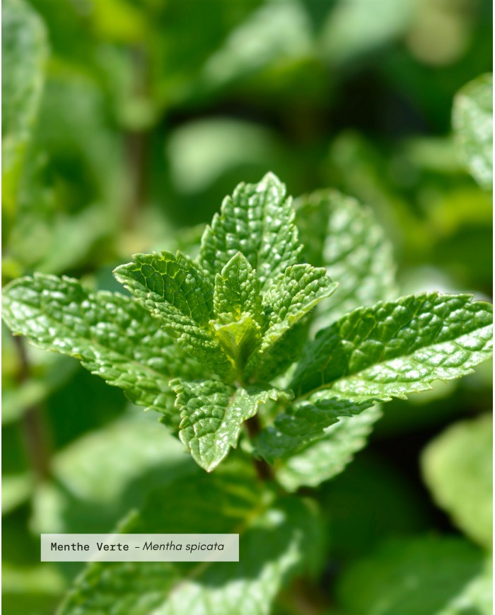 Huile essentielle bio MENTHE VERTE