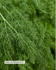 Huile essentielle bio ANETH