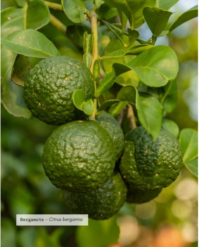 Huile essentielle bio BERGAMOTE