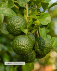 Huile essentielle bio BERGAMOTE