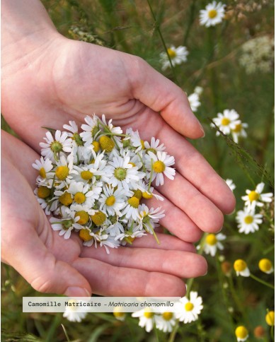 Huile essentielle bio CAMOMILLE MATRICAIRE