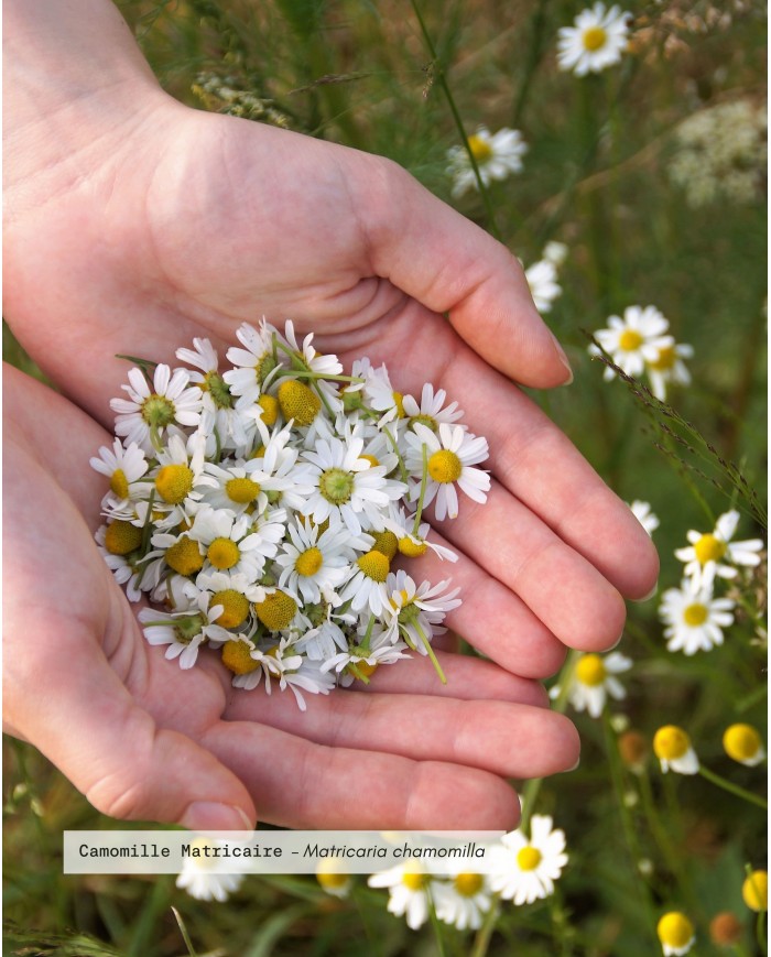 Huile essentielle bio CAMOMILLE MATRICAIRE