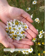 Huile essentielle bio CAMOMILLE MATRICAIRE