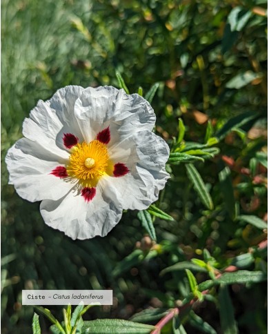 Huile essentielle bio CISTE