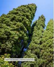 Huile essentielle bio CYPRÈS DE PROVENCE