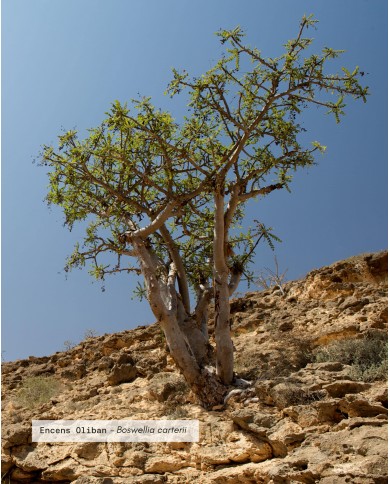 Filière partenaire ENCENS OLIBAN Bio origine Somalie, Karandja laboratoire.