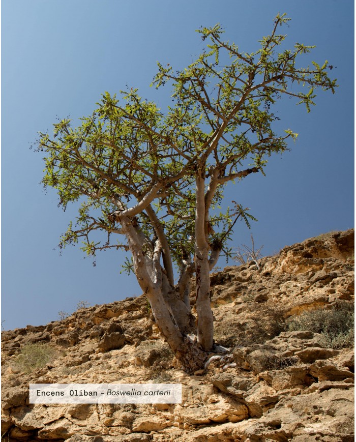 Huile essentielle bio ENCENS OLIBAN