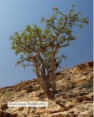 Huile essentielle bio ENCENS OLIBAN