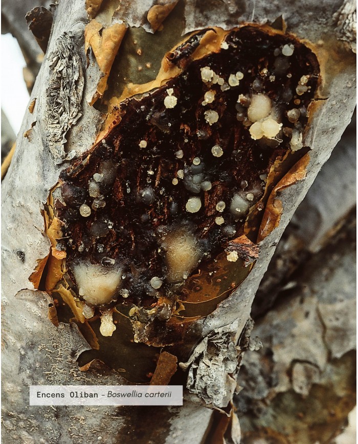 Huile essentielle bio ENCENS OLIBAN