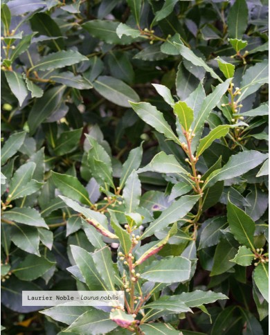 Eau florale bio LAURIER NOBLE