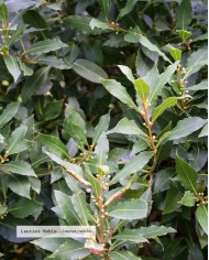 Eau florale bio LAURIER NOBLE