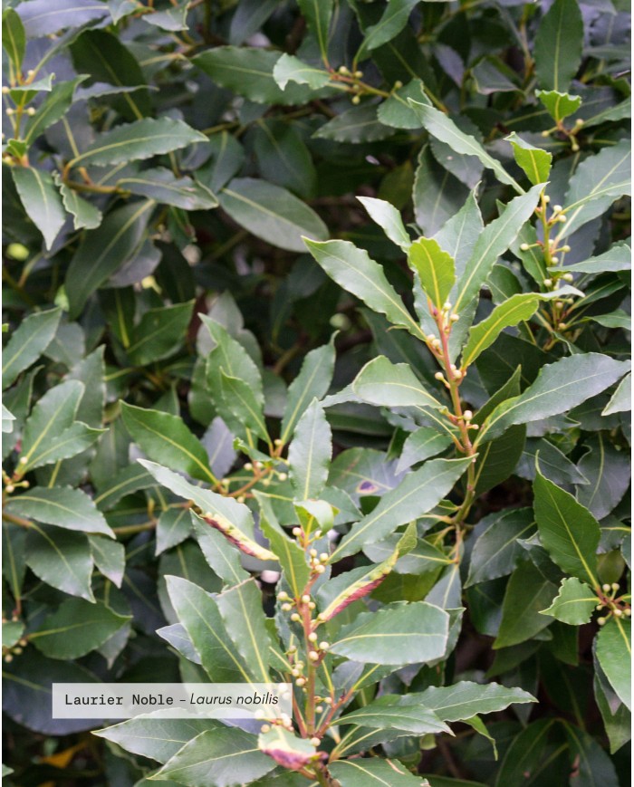 Huile essentielle bio LAURIER NOBLE