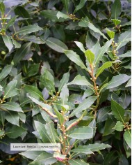 Huile essentielle bio LAURIER NOBLE