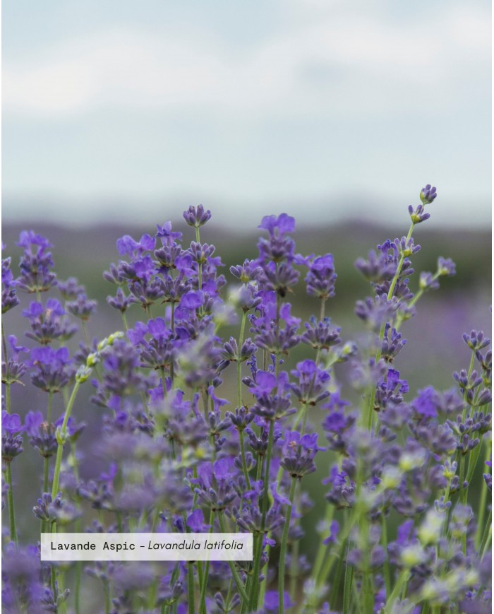Huile essentielle bio LAVANDE ASPIC