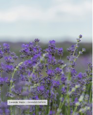 Huile essentielle bio LAVANDE ASPIC