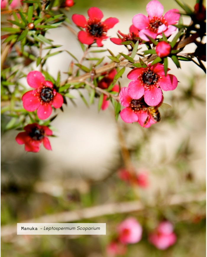 Huile essentielle bio MANUKA