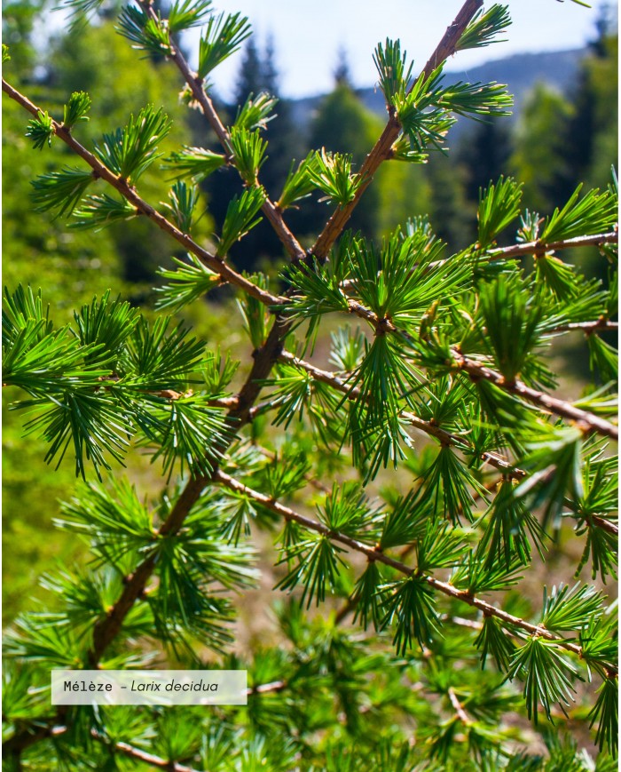 Huile essentielle bio MÉLÈZE