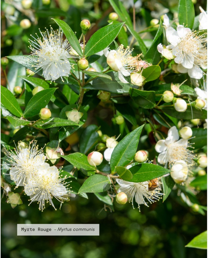 Huile essentielle bio MYRTE ROUGE