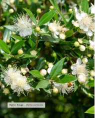 Huile essentielle bio MYRTE ROUGE