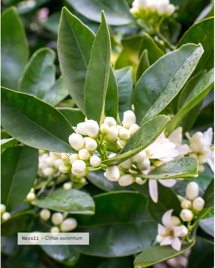 Huile essentielle bio NÉROLI