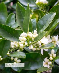 Huile essentielle bio NÉROLI