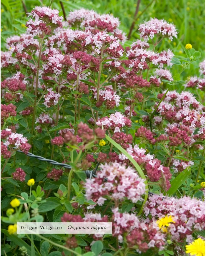 Huile essentielle bio ORIGAN VULGAIRE