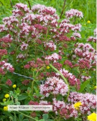 Huile essentielle bio ORIGAN VULGAIRE