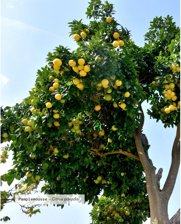 Huile essentielle bio PAMPLEMOUSSE