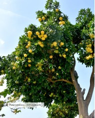 Huile essentielle bio PAMPLEMOUSSE