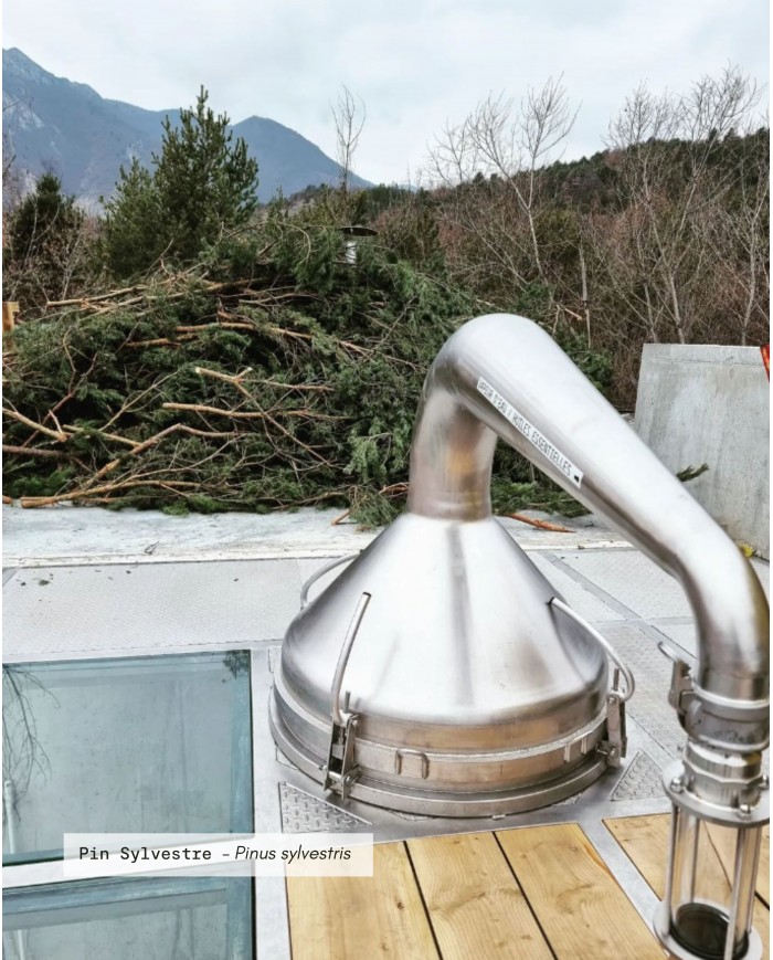 Huile essentielle bio PIN SYLVESTRE