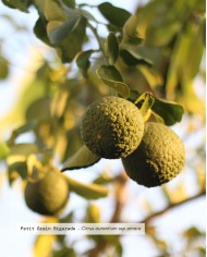 Huile essentielle bio PETIT GRAIN BIGARADE