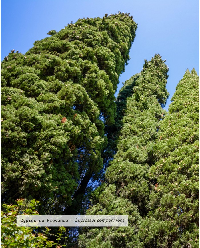 Eau florale bio CYPRES